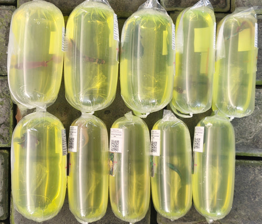 9 Betta and 1 Platy Fly to USA