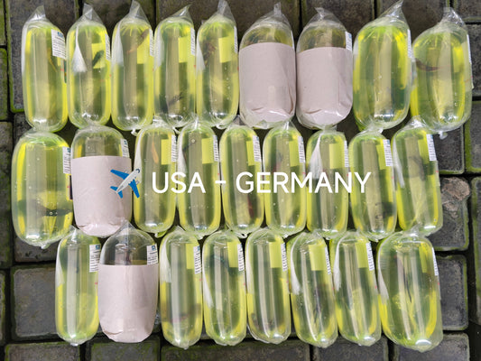 26 Betta Fish export to USA and Germany