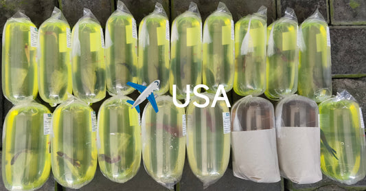 Betta and Platy fly to USA