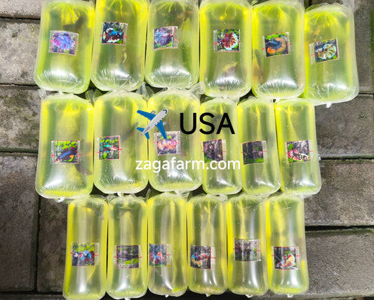 Export 18 Betta to USA