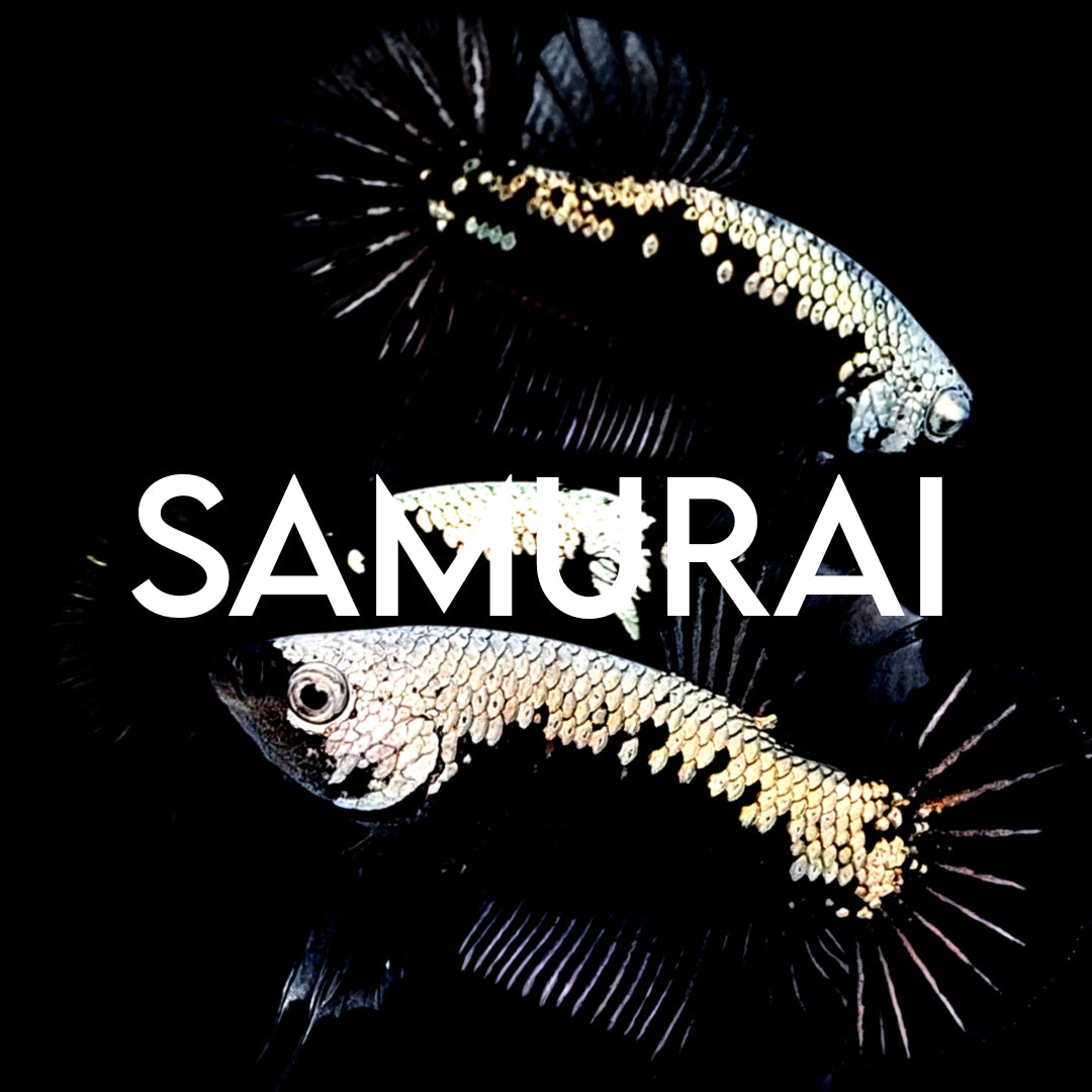 SAMURAI – Zaga Farm
