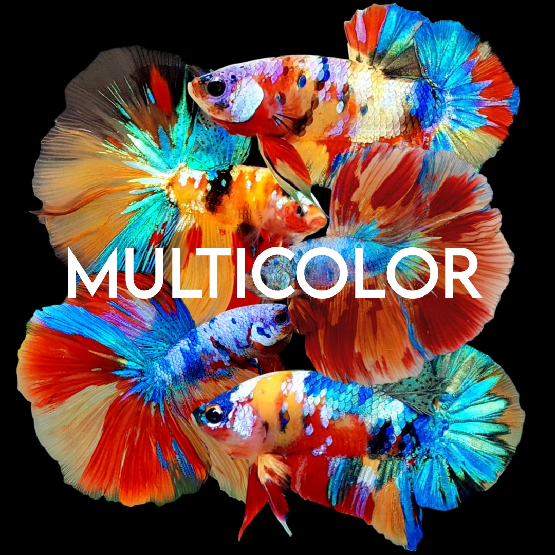 MULTICOLOR – Zaga Farm