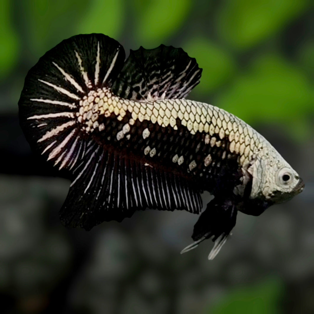 Black Samurai HMPK Betta Fish Male