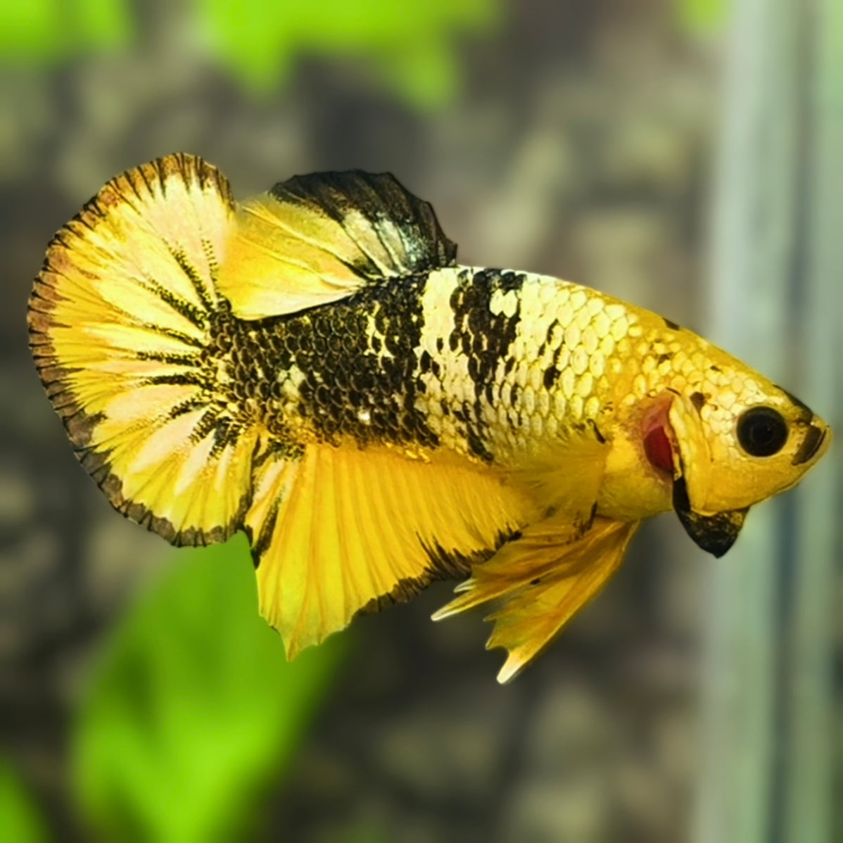 Yellow Fancy Copper Gold HMPK Betta Fish Male