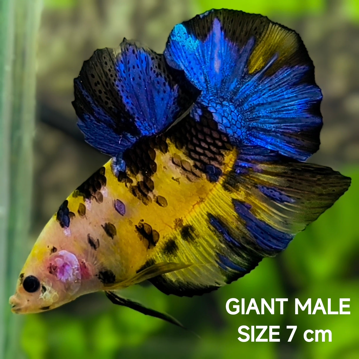 Yellow Tiger Blue Koi JUMBO GIANT HMPK Betta Fish Male