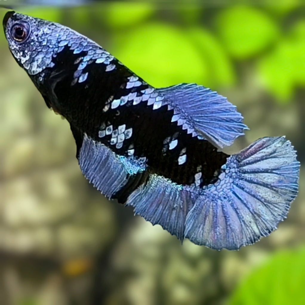 Avatar Grey HMPK Betta Fish Female For Sorority / Breed
