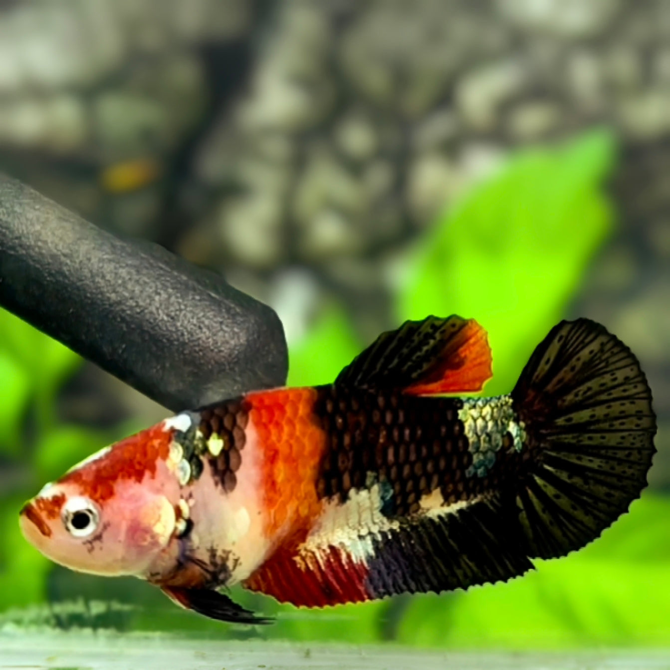 Black Koi Copper Galaxy HMPK Betta Fish Female For Sorority / Breed #RKC