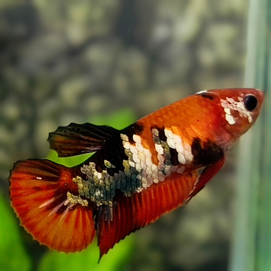 Red Tiger Koi Copper Galaxy HMPK Betta Fish Female For Sorority / Breed #RKC