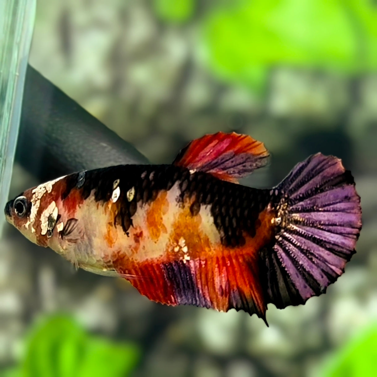 Black Koi Copper Purple HMPK Betta Fish Female For Sorority / Breed #RKC