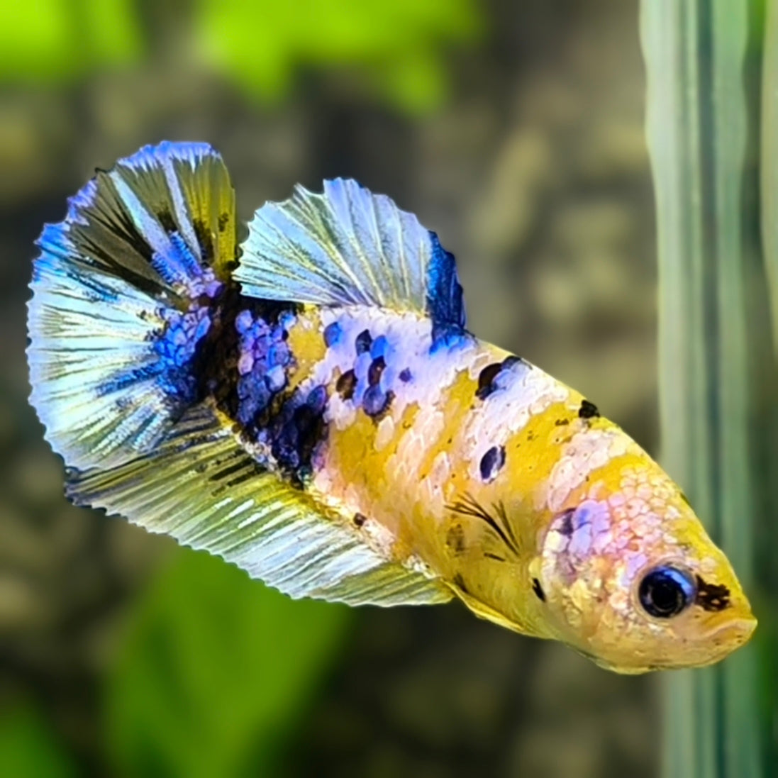 Yellow Blue Koi Galaxy HMPK Betta Fish Female For Sorority / Breed #YKG