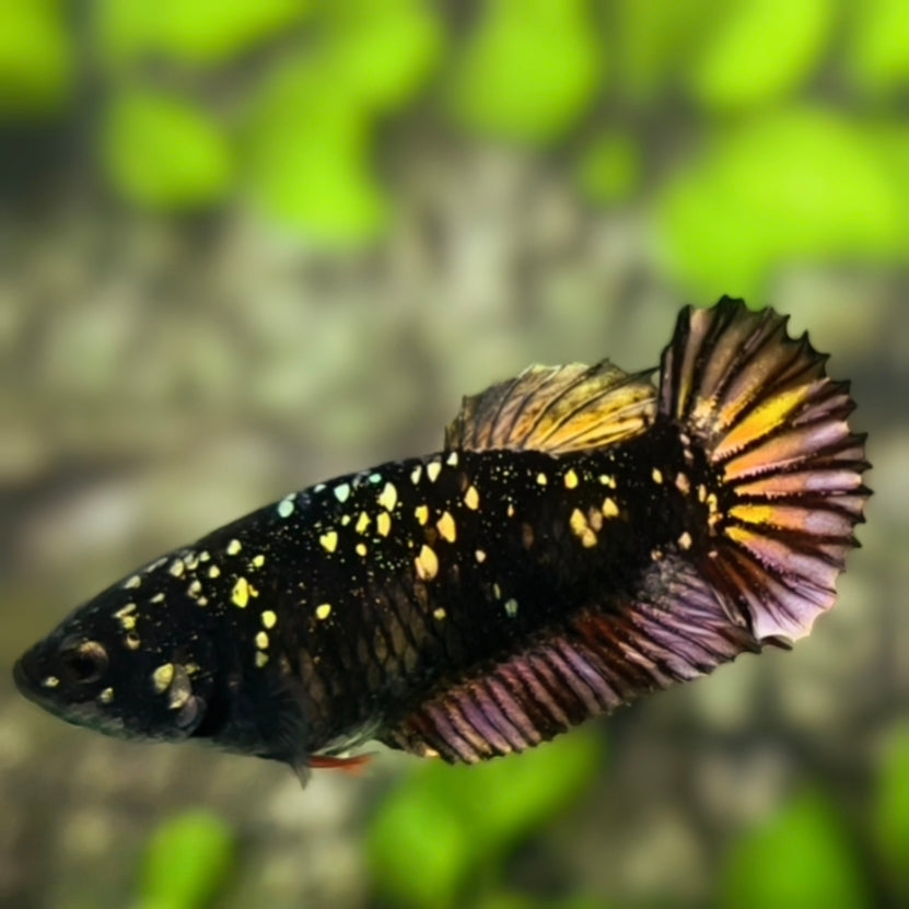 Avatar Blackstar Nebula Copper Gold HMPK Betta Fish Female For Sorority / Breed