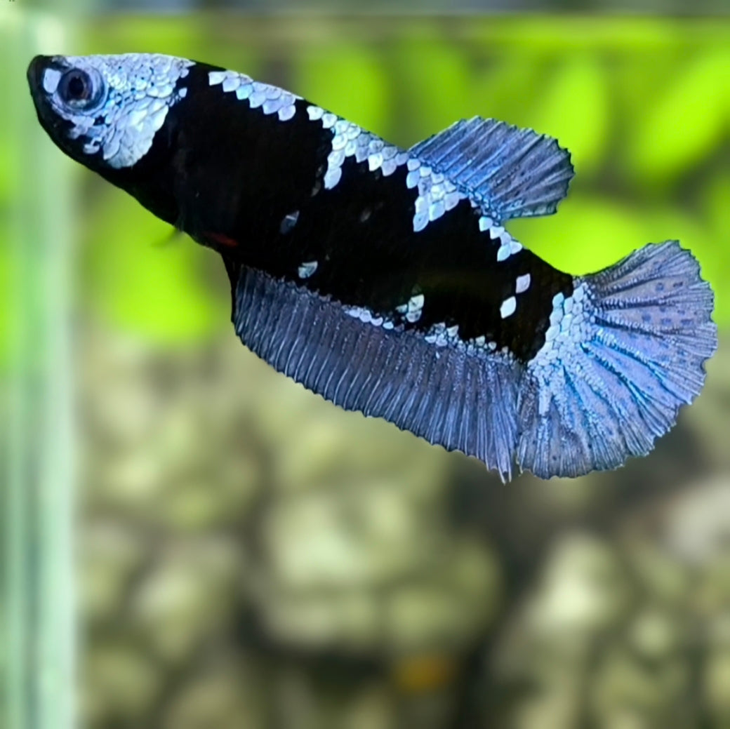 Avatar Grey HMPK Betta Fish Female For Sorority / Breed