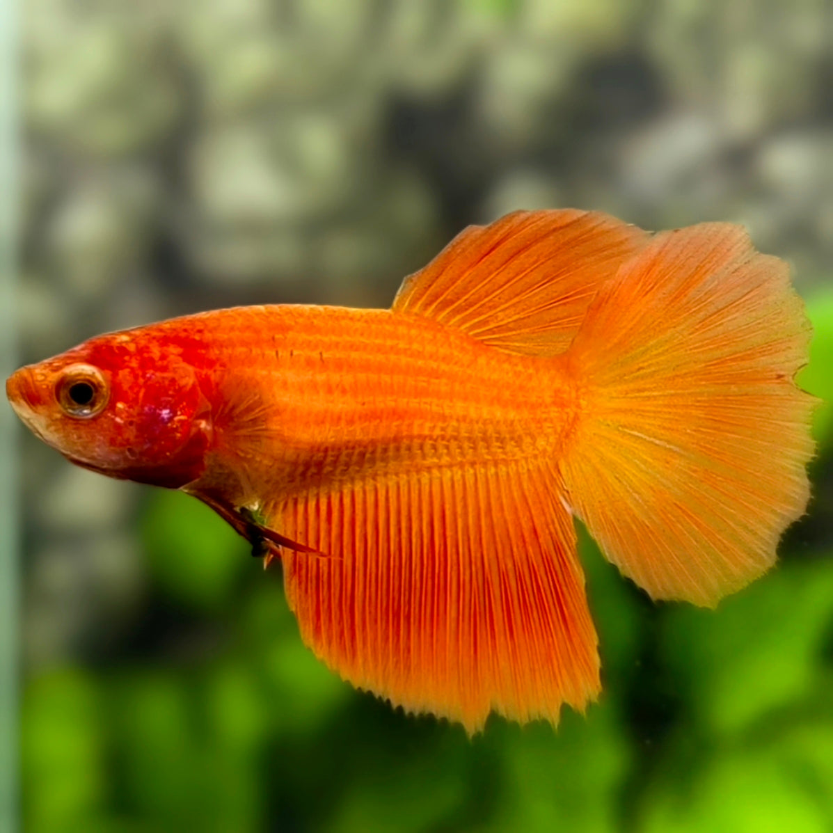 Solid Orange Halfmoon Betta Fish Female For Sorority / Breed