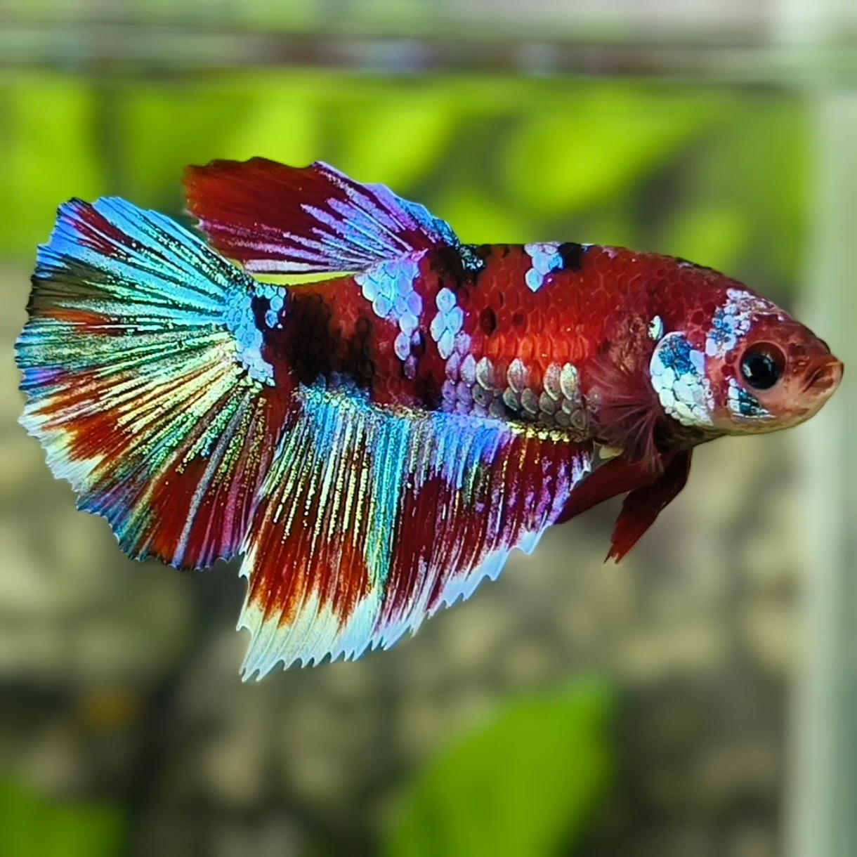 Multicolor Red Koi Galaxy Halfmoon Betta Fish Female For Sorority / Breed