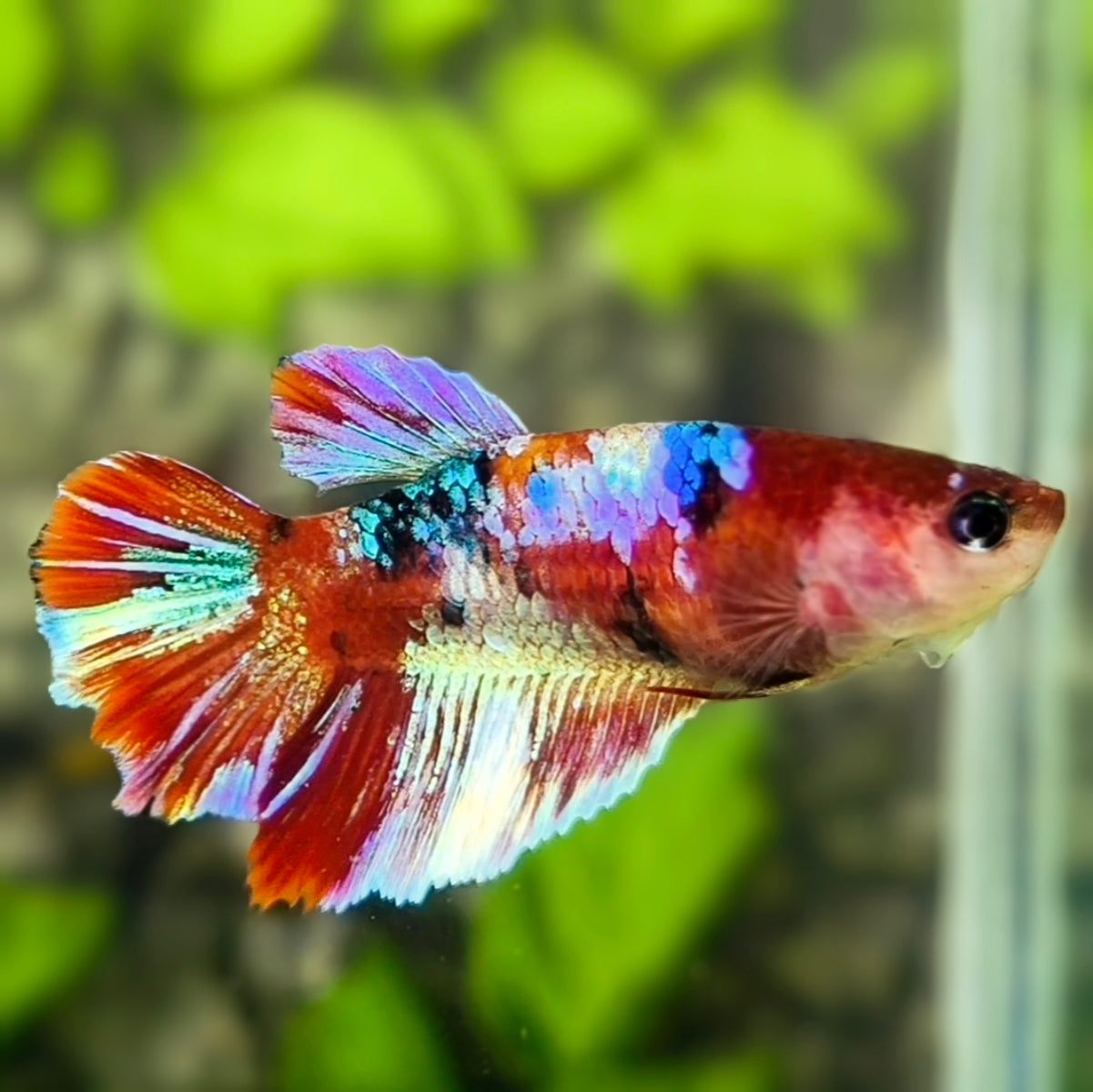 Multicolor Koi Galaxy Halfmoon Betta Fish Female For Sorority / Breed