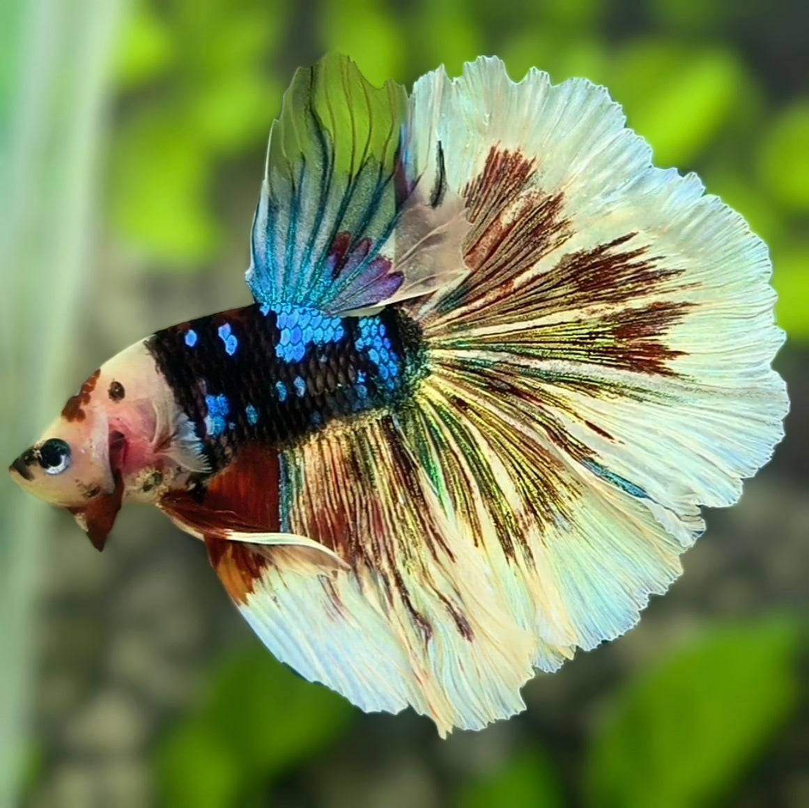 Multicolor Black Galaxy Koi Halfmoon Betta Fish Male