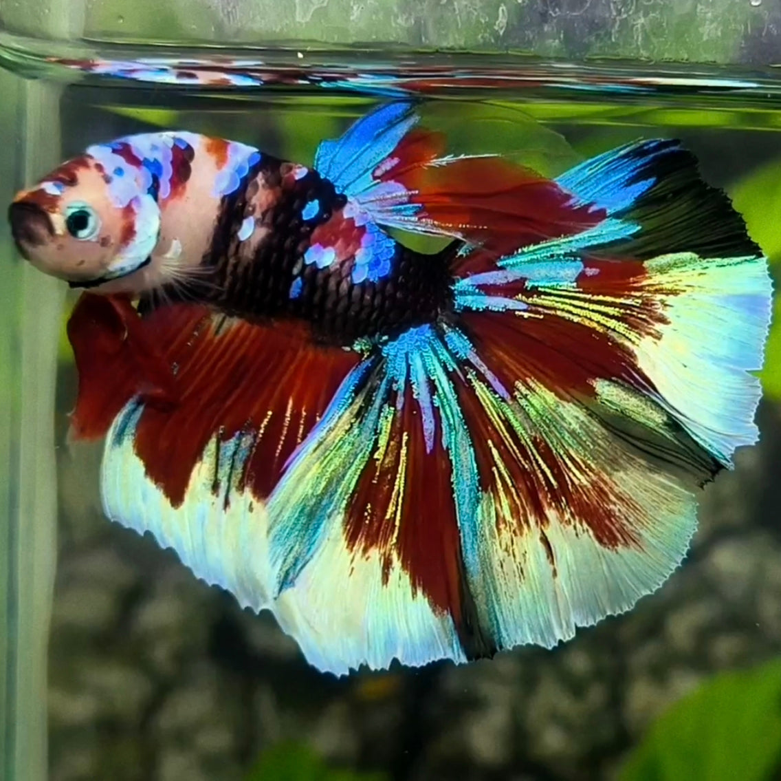 Multicolor Black Galaxy Koi Halfmoon Betta Fish Male