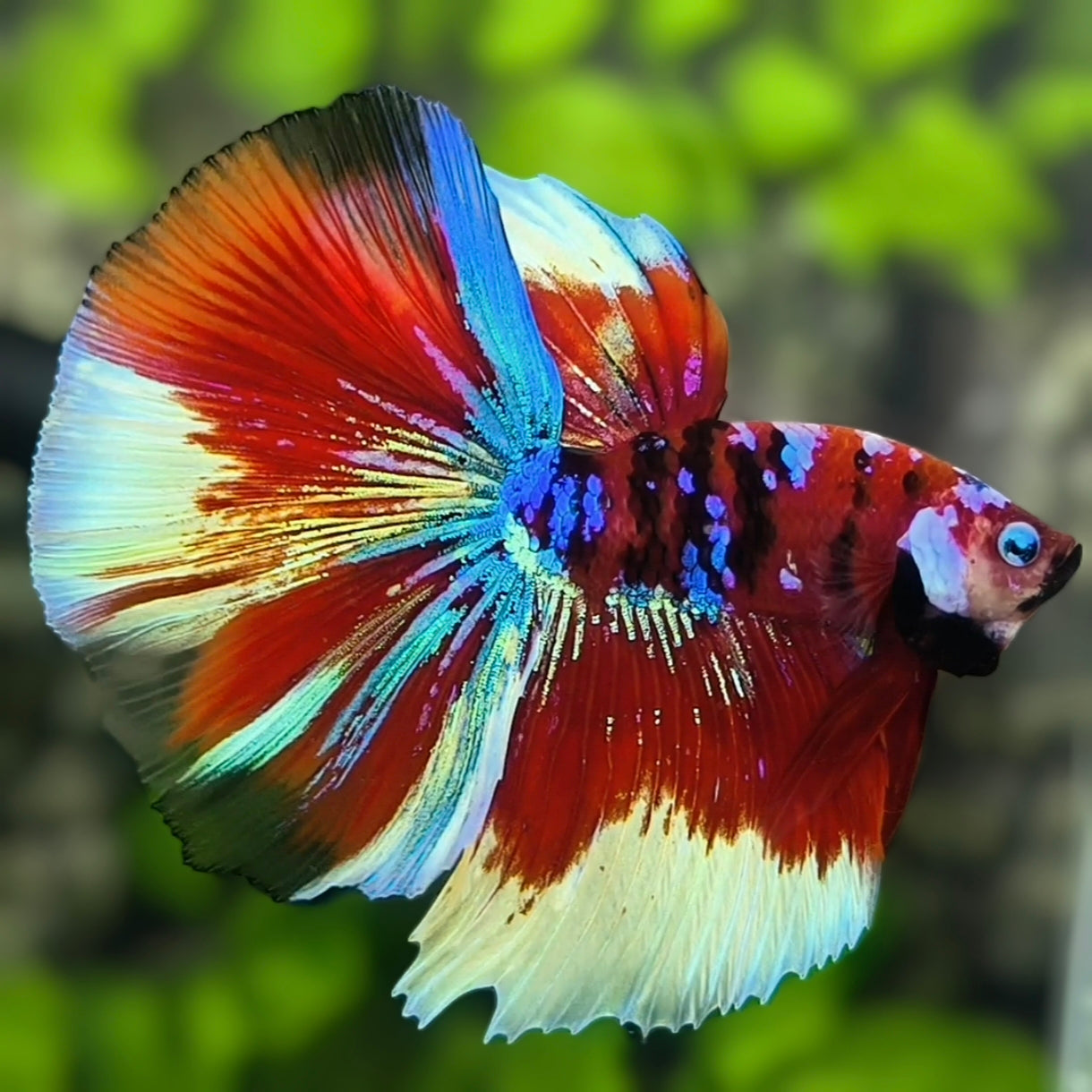 Multicolor Red Tiger Galaxy Halfmoon Betta Fish Male