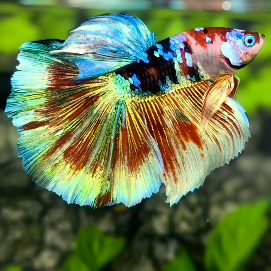 Multicolor Black Galaxy Koi Halfmoon Betta Fish Male