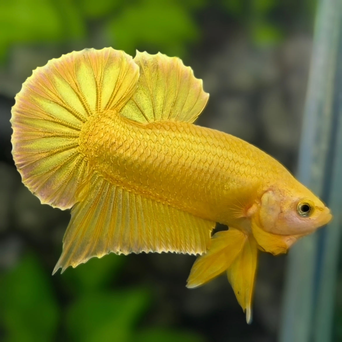 Solid Super Gold 24K Over HMPK Betta Fish Male