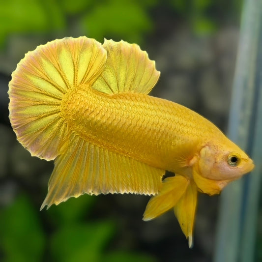 Solid Super Gold 24K Over HMPK Betta Fish Male