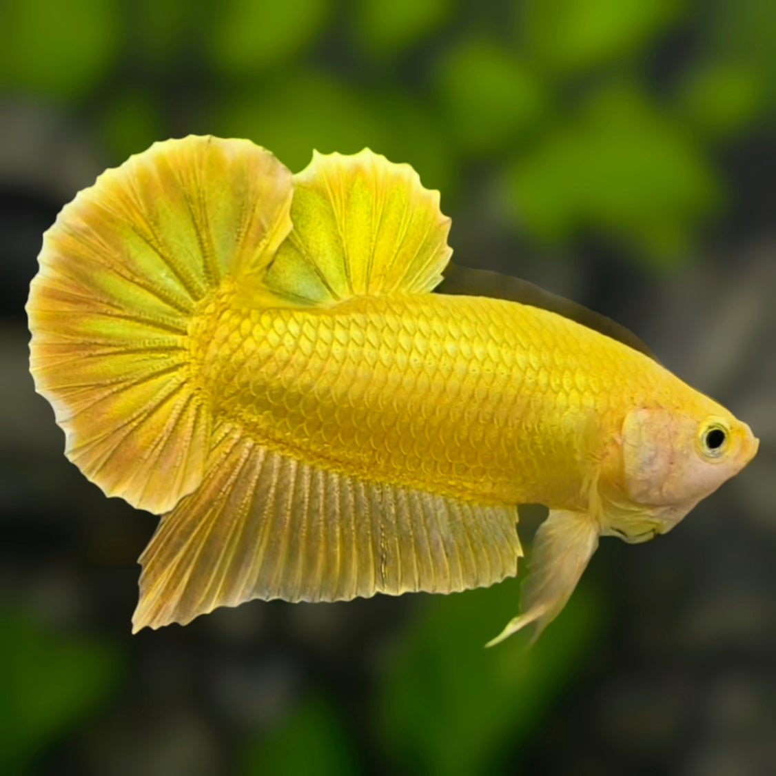 Solid Super Gold 24K Over HMPK Betta Fish Male