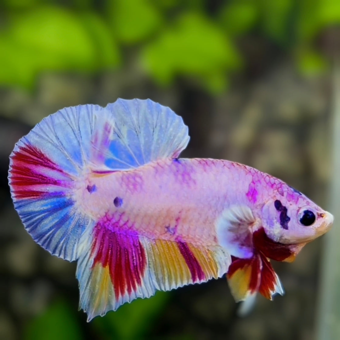 Multicolor Pink Candy HMPK Betta Fish Male