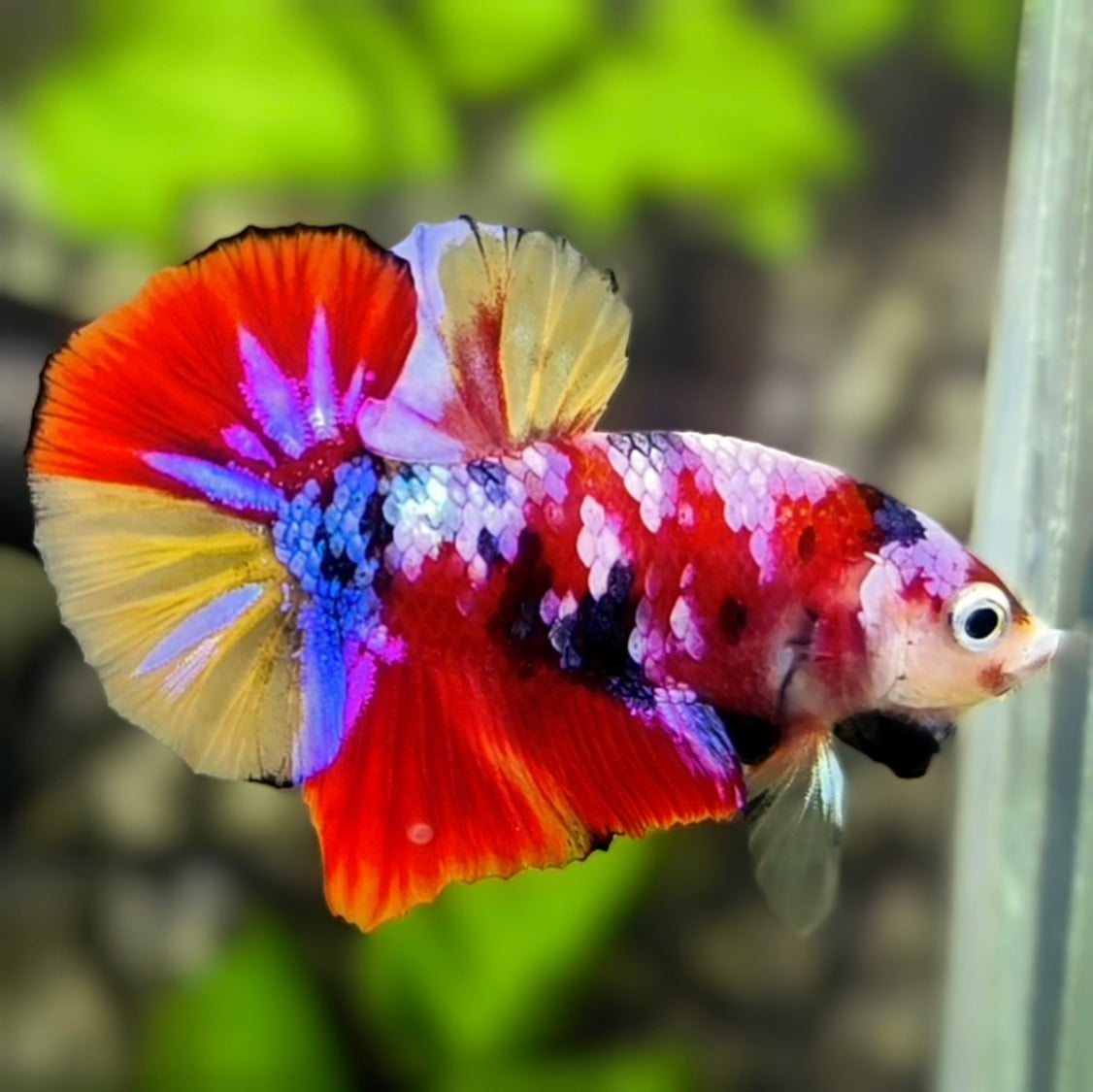 Multicolor Candy Galaxy Over HMPK Betta Fish Male