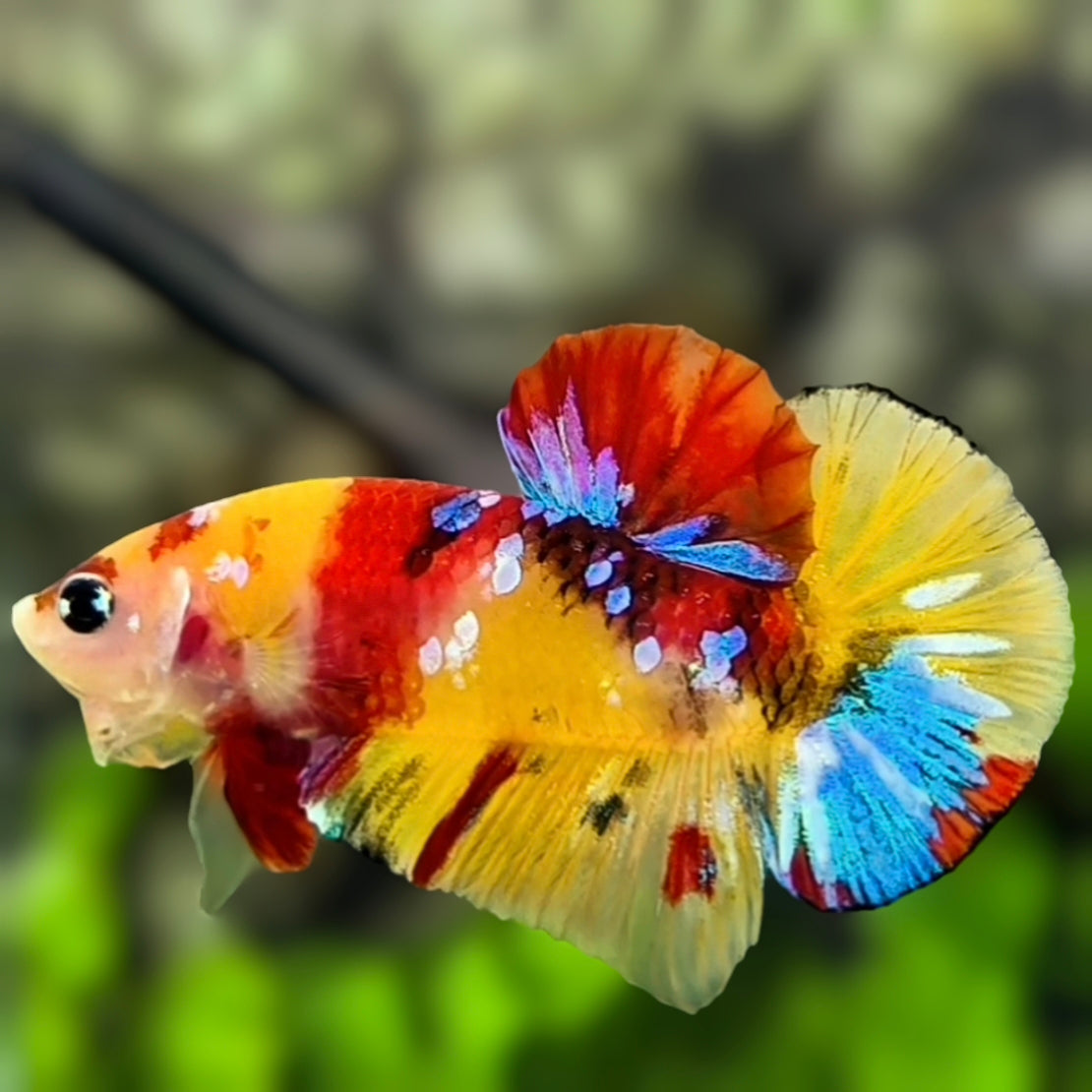 Multicolor Yellowbase Galaxy HMPK Betta Fish Male