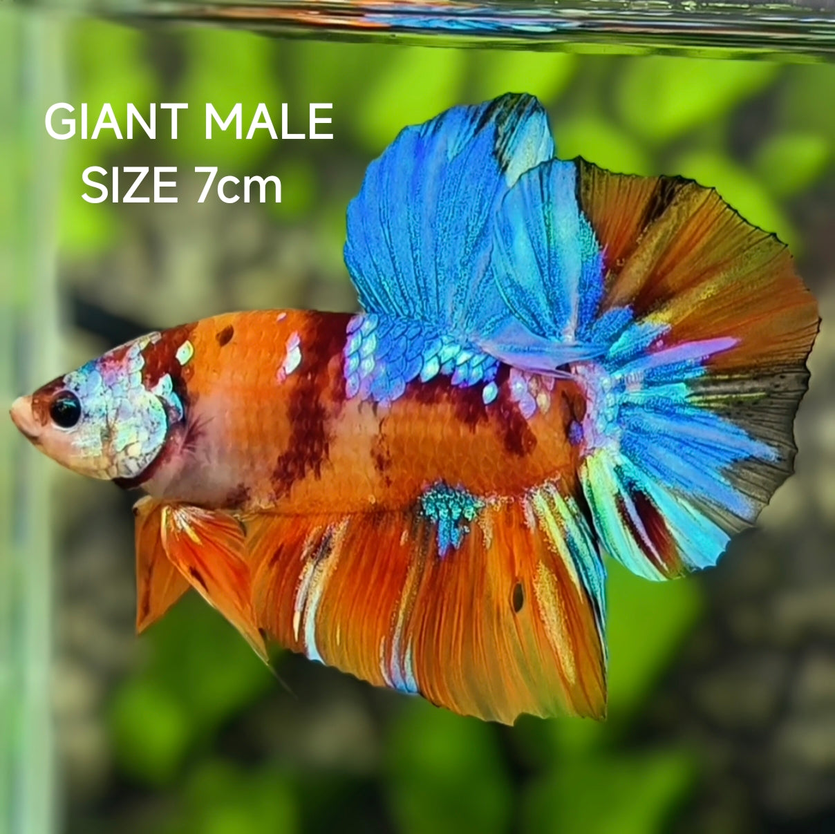 Multicolor Galaxy JUMBO GIANT HMPK Betta Fish Male