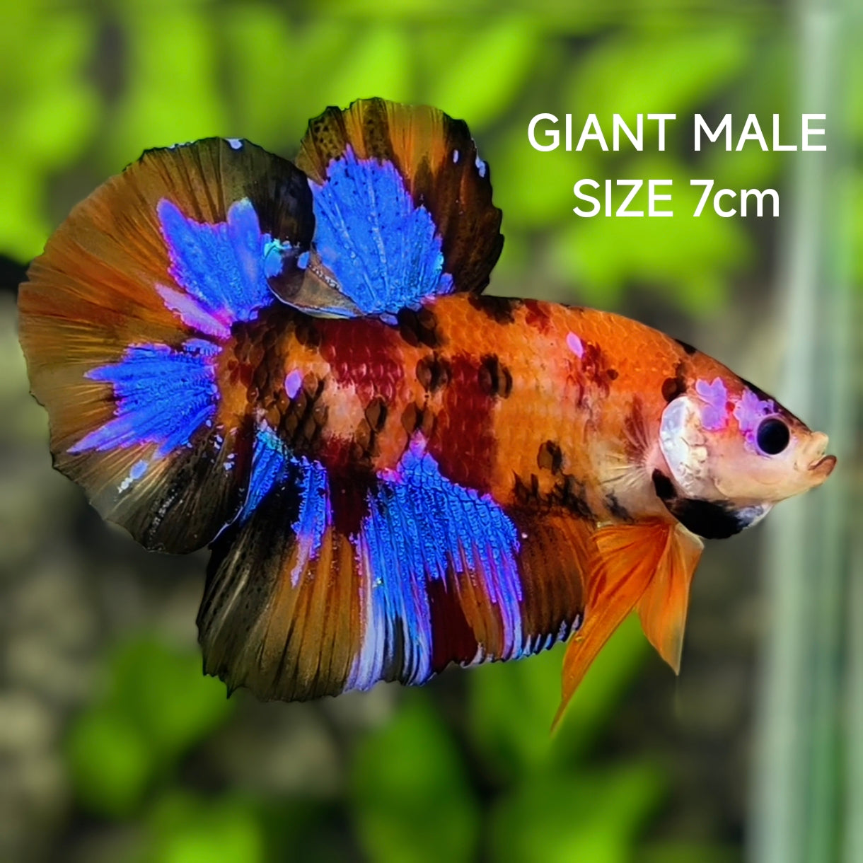 Multicolor Tiger Candy Galaxy JUMBO GIANT HMPK Betta Fish Male