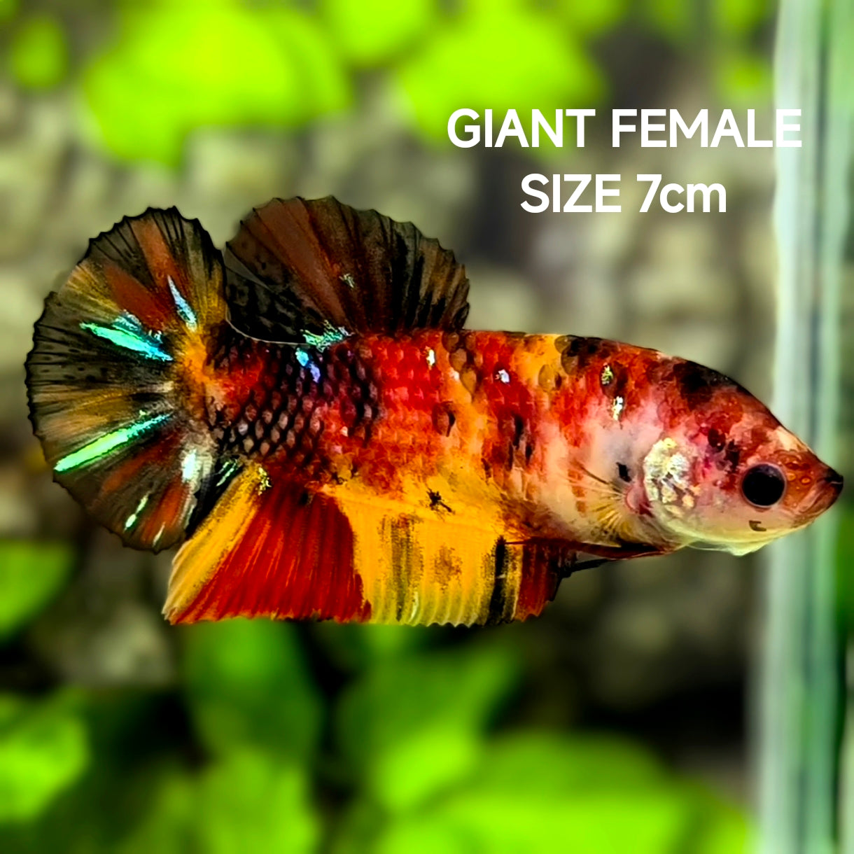 Koi Candy Tiger JUMBO GIANT HMPK Betta Fish Female