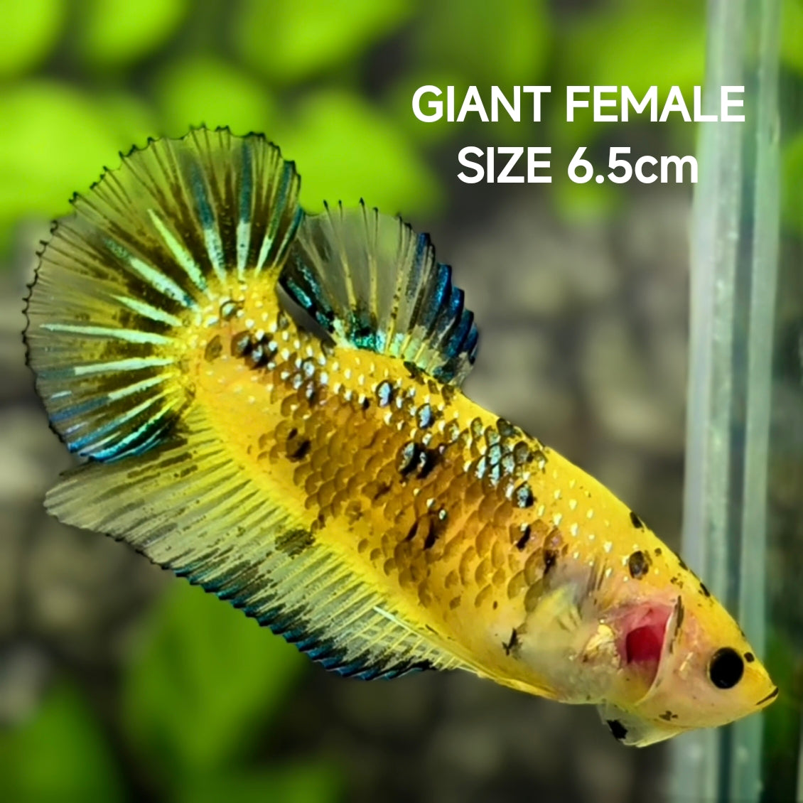 Yellow Koi Metalic Fancy JUMBO GIANT HMPK Betta Fish Female