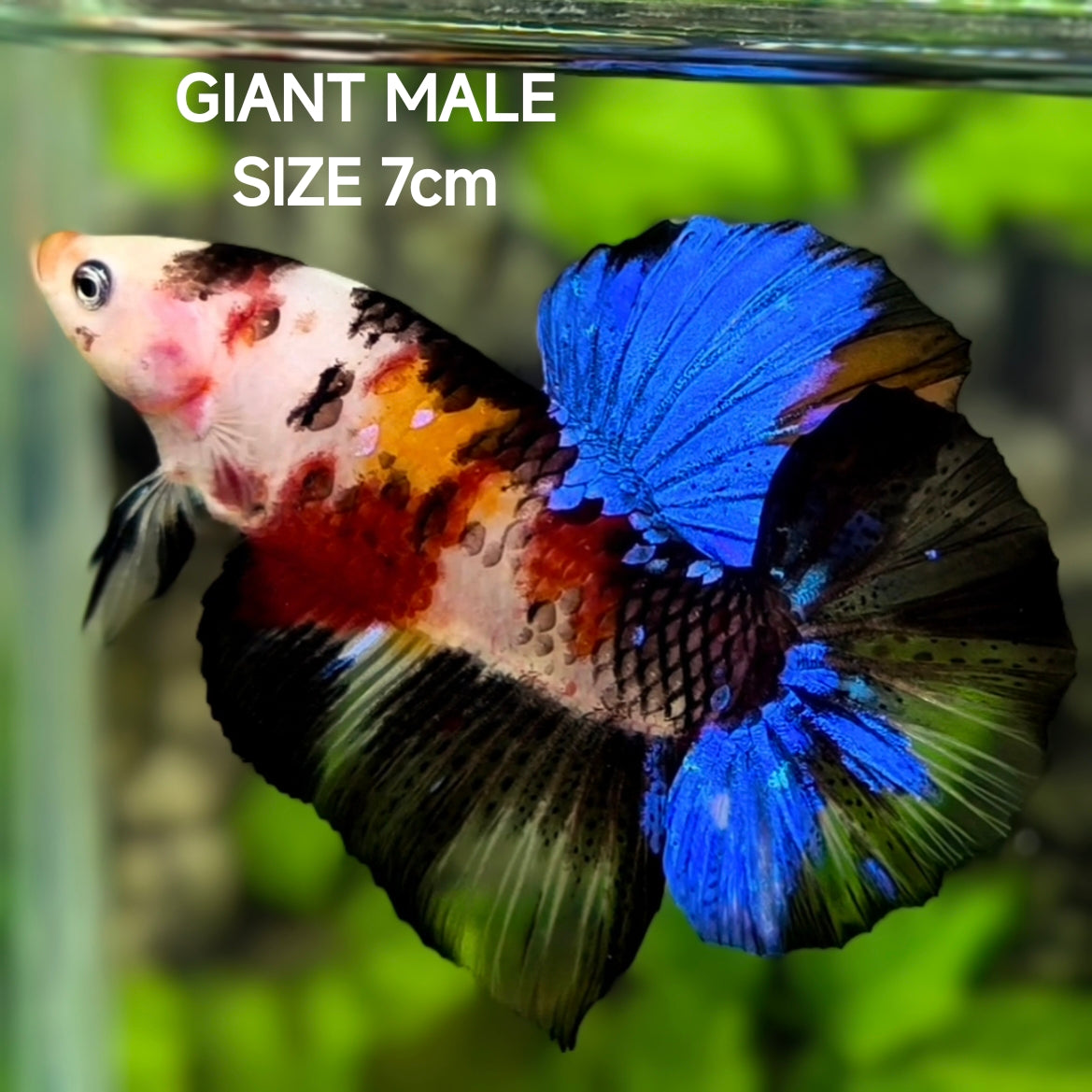 Multicolor Black Koi Galaxy JUMBO GIANT HMPK Betta Fish Male