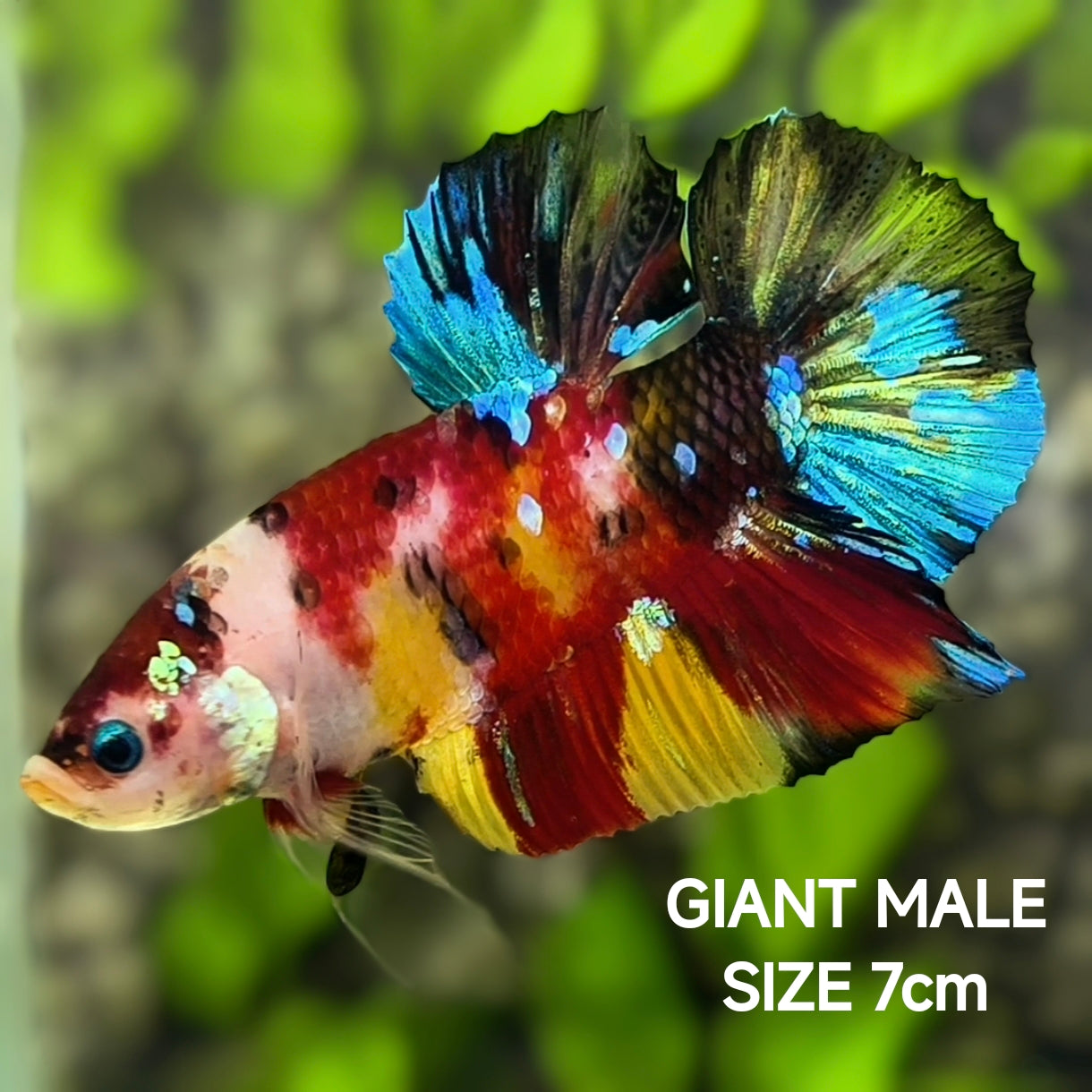 Multicolor Koi Galaxy JUMBO GIANT HMPK Betta Fish Male