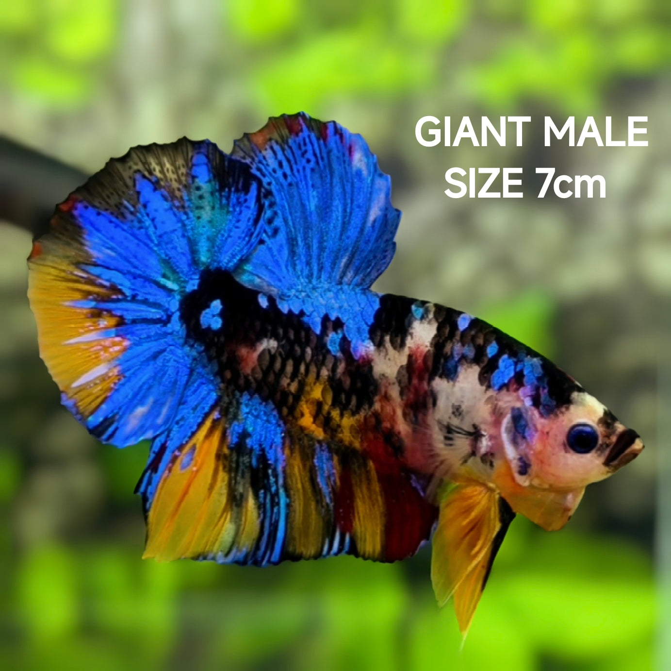 Multicolor Black Koi Galaxy JUMBO GIANT HMPK Betta Fish Male