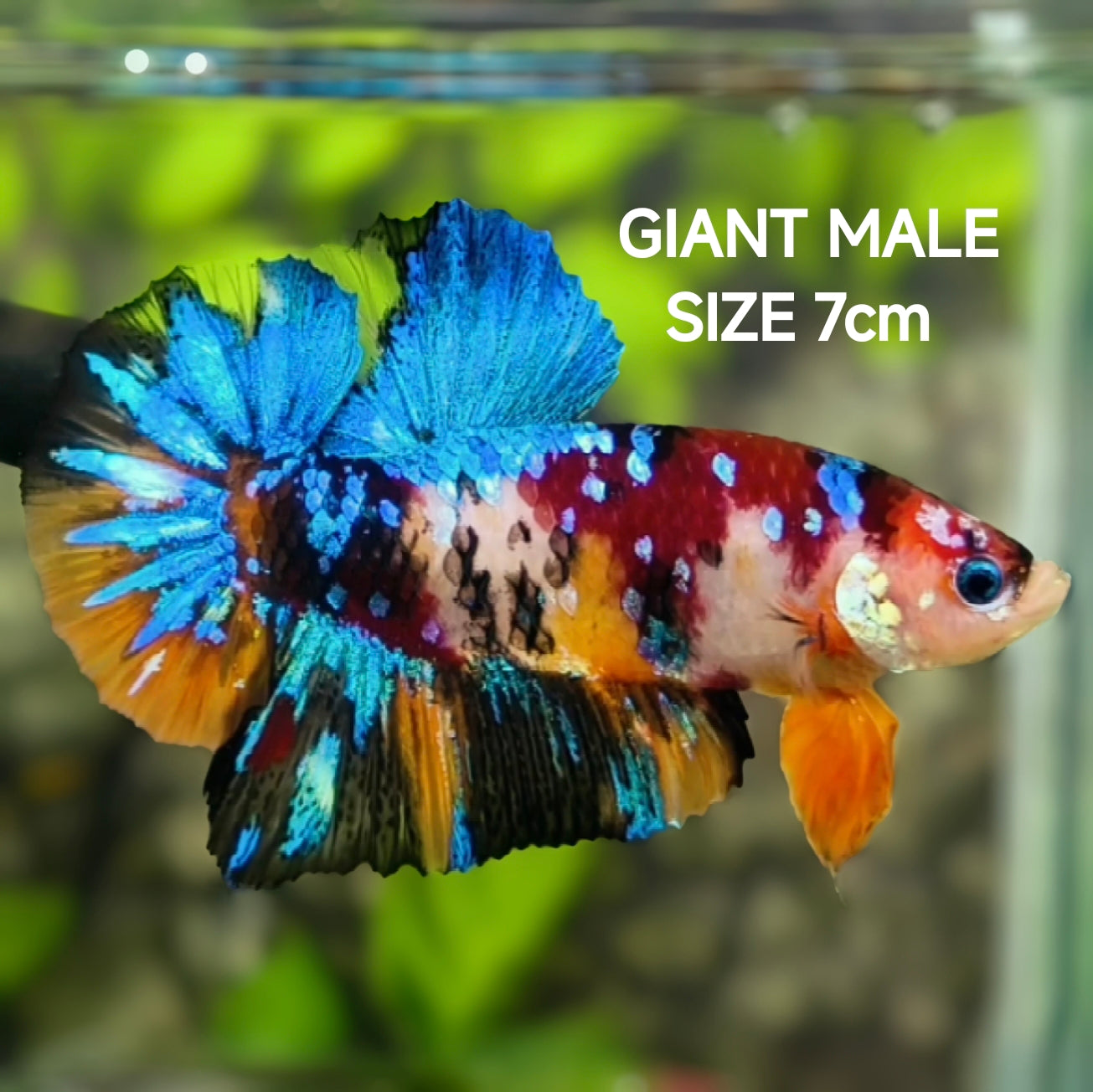 Multicolor Koi Galaxy JUMBO GIANT HMPK Betta Fish Male