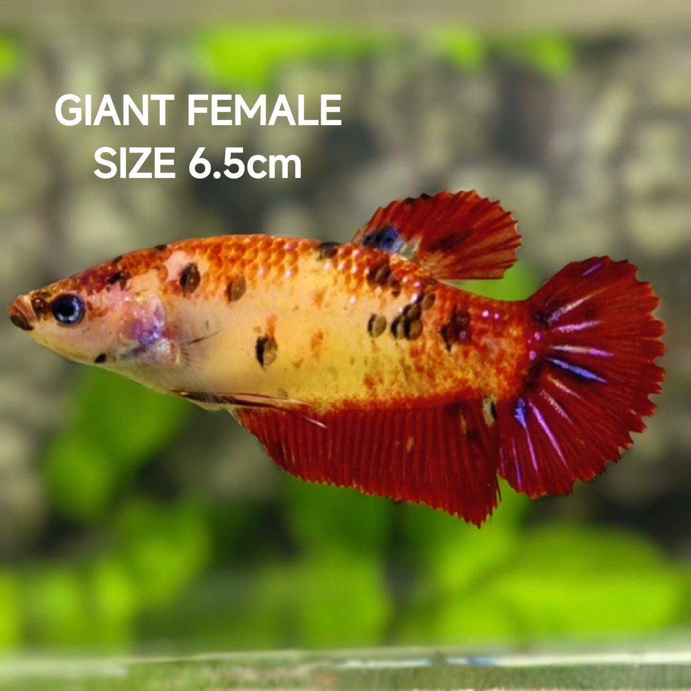 Red Koi JUMBO GIANT HMPK Betta Fish Female