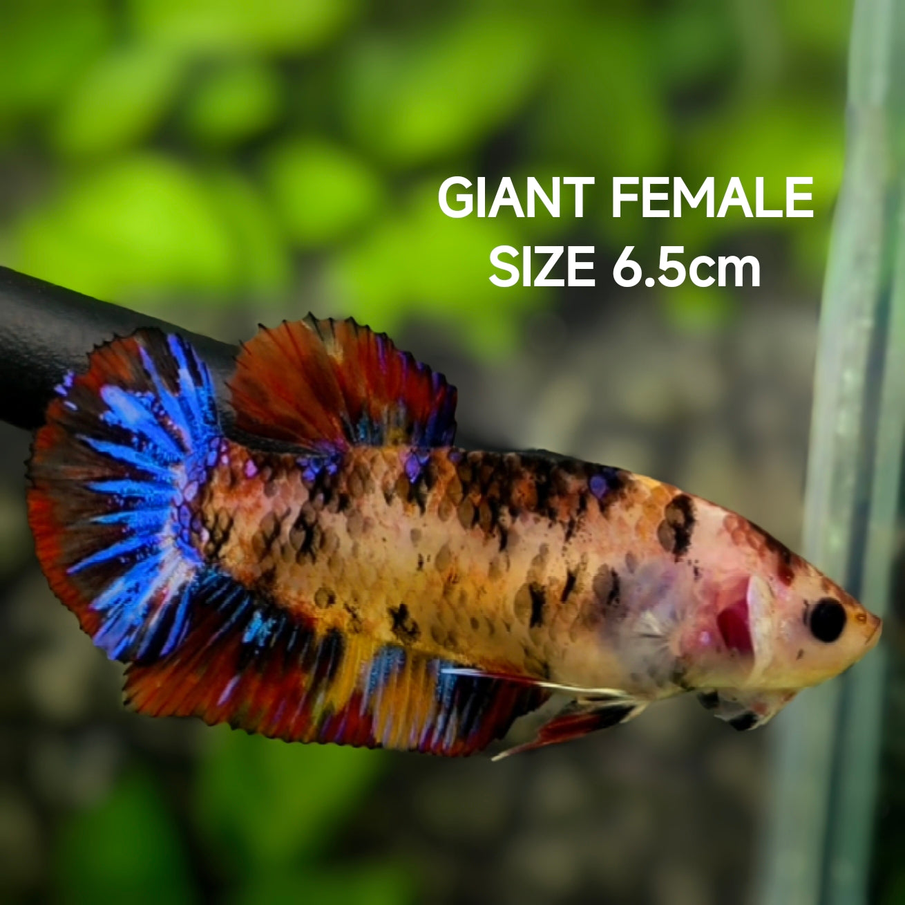 Multicolor Tiger Candy JUMBO GIANT HMPK Betta Fish Female