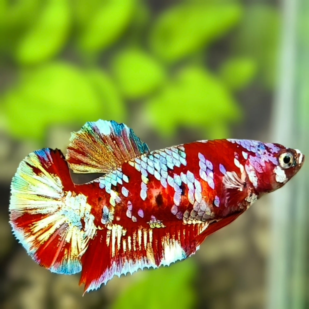 Red Barongsai HMPK Betta Fish Female For Sorority / Breed