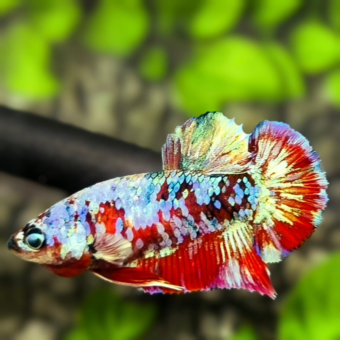 Red Barongsai HMPK Betta Fish Female For Sorority / Breed
