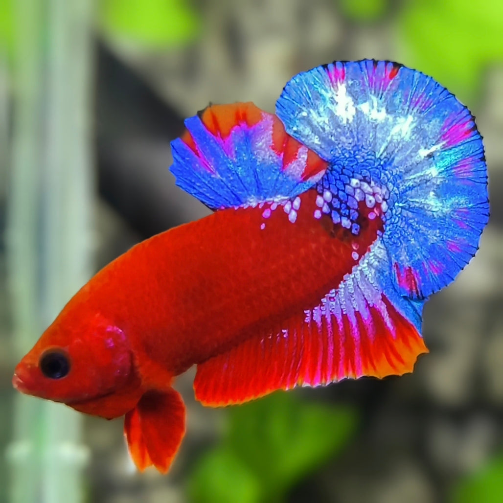 Red Hellboy Blue Tail Over HMPK Betta Fish Male