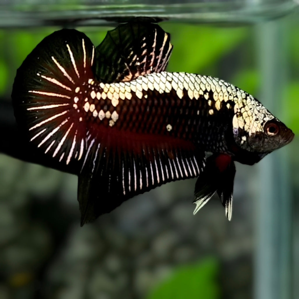 Black Samurai HMPK Betta Fish Male