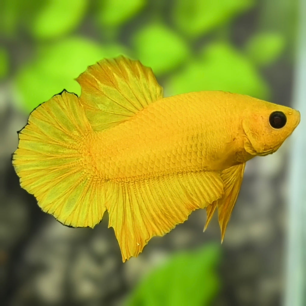 Yellow Hellboy HMPK Betta Fish Male