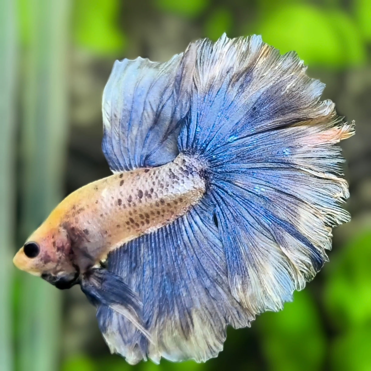 Grizzle Halfmoon Betta Fish Male
