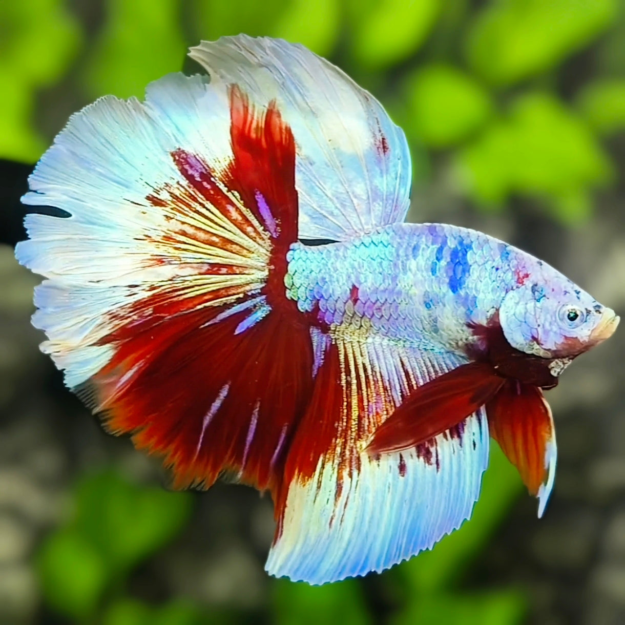 Multicolor Candy Halfmoon Betta Fish Male