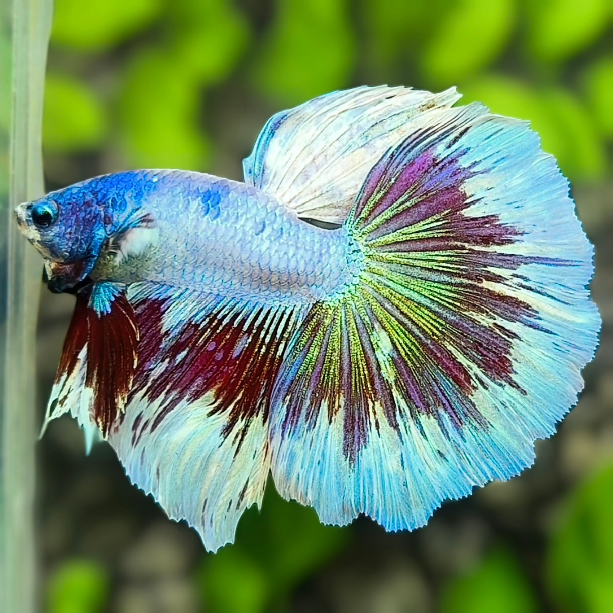Fancy Halfmoon Betta Fish Male