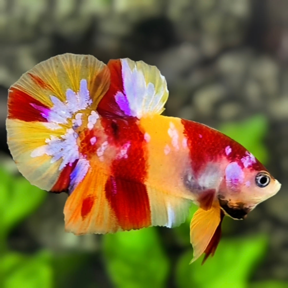 Yellowbase Nemo Candy Galaxy HMPK Betta Fish Male