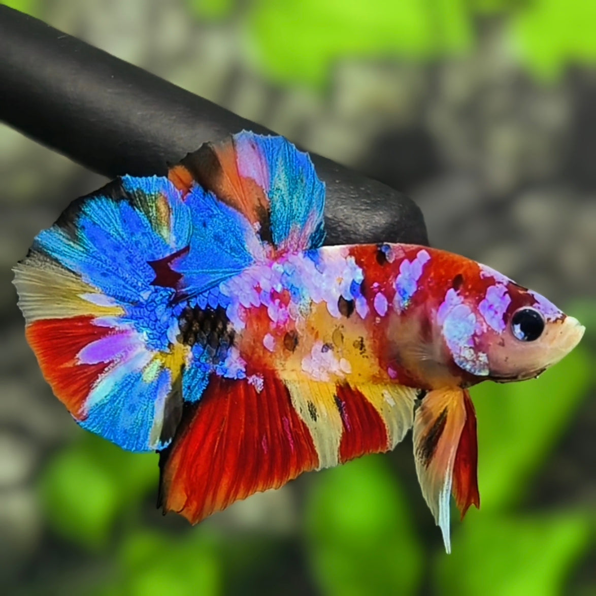 Multicolor Galaxy HMPK Betta Fish Male