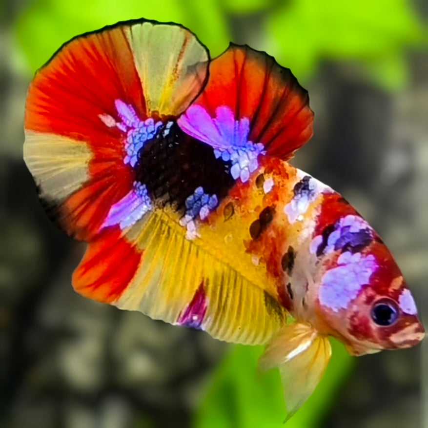 Multicolor Yellowbase Candy Galaxy HMPK Betta Fish Male
